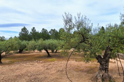 Finca i Ginestar, Tarragona, Ginestar - € 36.000 | Ref: CC827 - foto 11